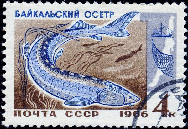 Baikal Sturgeon (Acipenser baeri baicalensis)