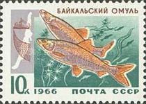 Baikal Omul (Coregonus migratorius)