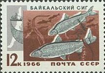 Baikal Whitefish (Coregonus lavaretus baicalensis)