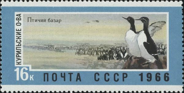 Common Murre (Uria aalge), Kuril Islands