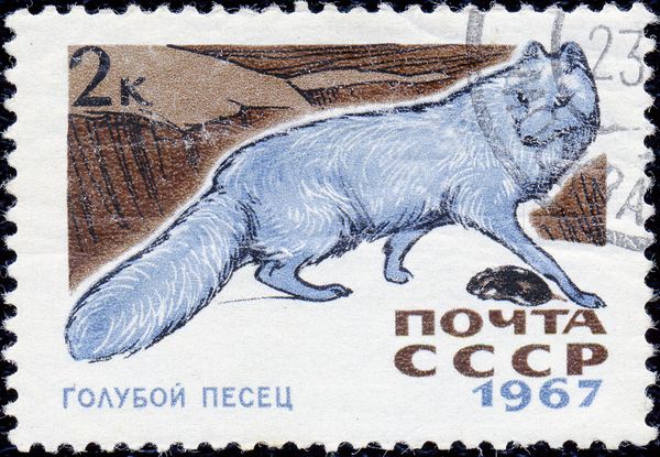 Arctic Fox (Alopex Lagopus)