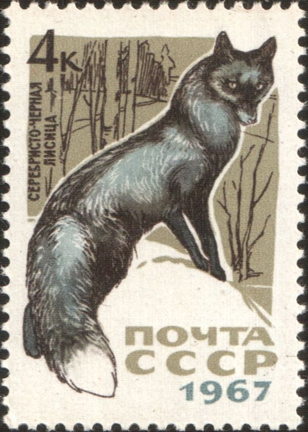 Silver Fox (Vulpes vulpes var.)
