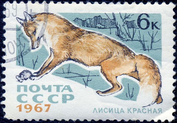 Red Fox (Vulpes vulpes)