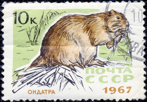 Muskrat (Ondatra zibethica)