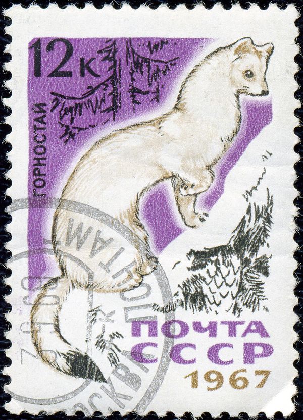 Ermine (Mustela erminea)