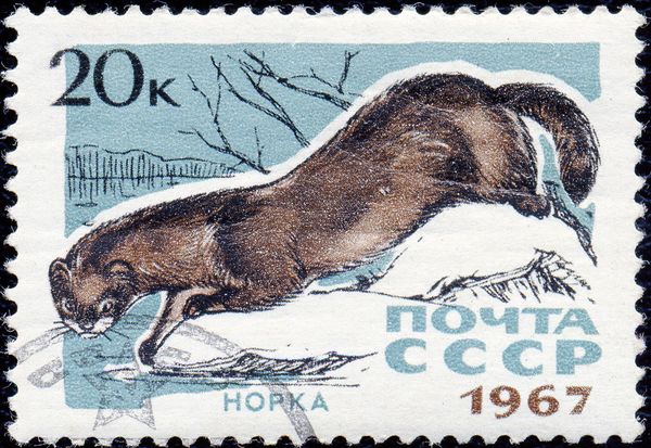 European Mink (Mustela lutreola)