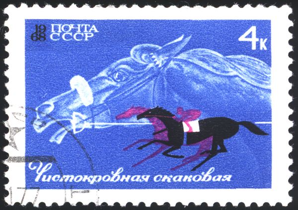 Thoroughbred Race Horse