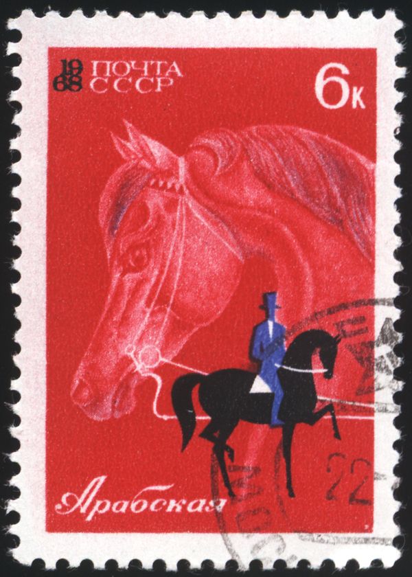 Arabian & Dressage