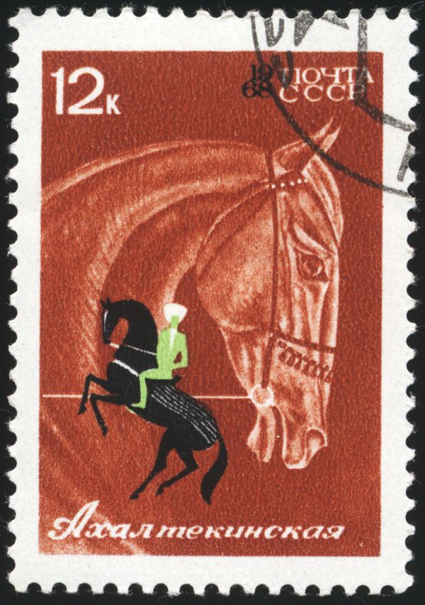 Akhal-Teke Horse Performing