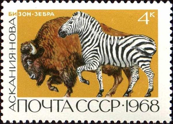 American Bison (Bos bison), Plains Zebra (Equus quagga)