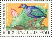 Purple Swamphen (Porphyrio porphyrio), Water Lily (Nymphaea