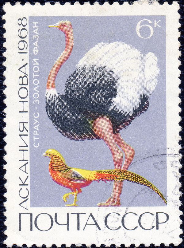 Ostrich (Struthio camelus), Golden Pheasant (Chrysolophus pi