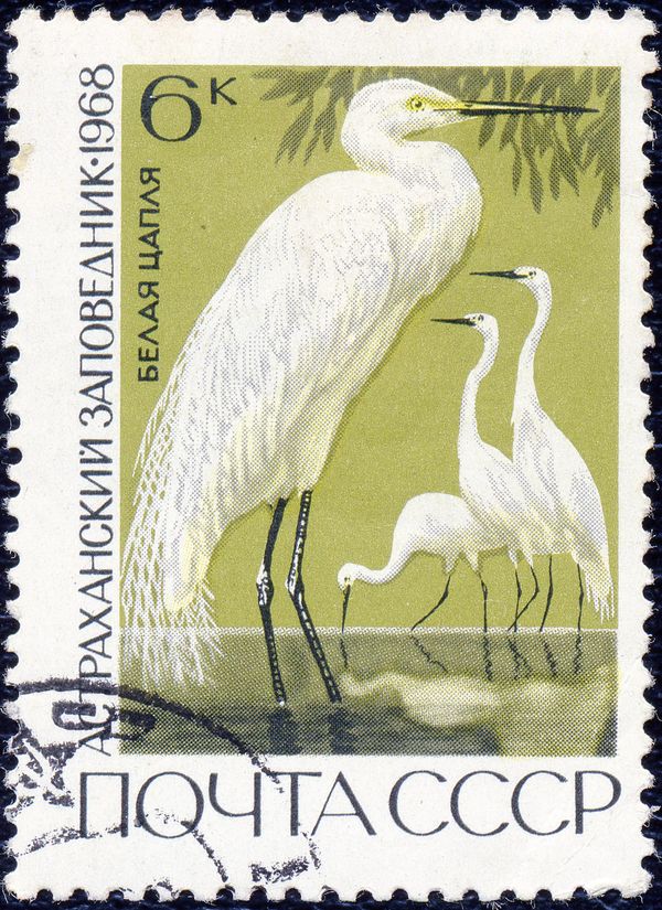 Great Egret (Egretta alba)