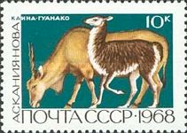 Common Eland (Taurotragus oryx), Guanaco (Lama guanicoe)  