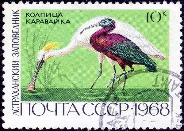 Eurasian Spoonbill (Platalea leucorodia), Glossy Ibis (Plega