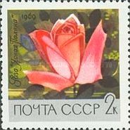 Rose "Clear Glade"
