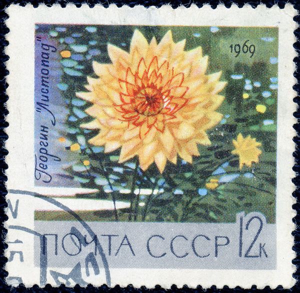 Dahlia "Listopad"