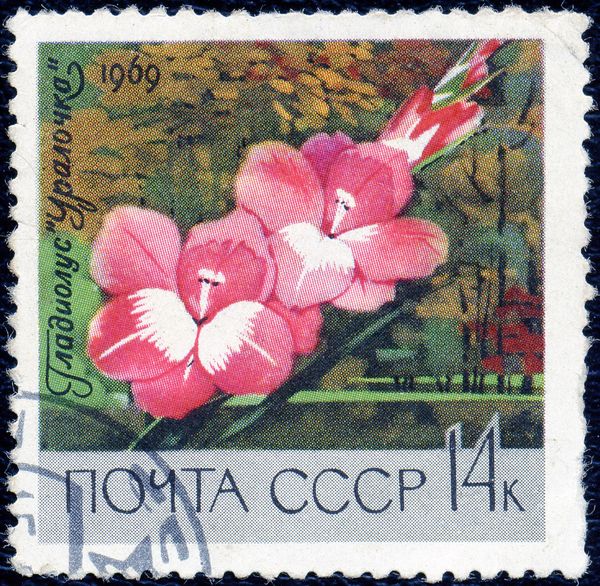 Gladiolus "Ural Girl"