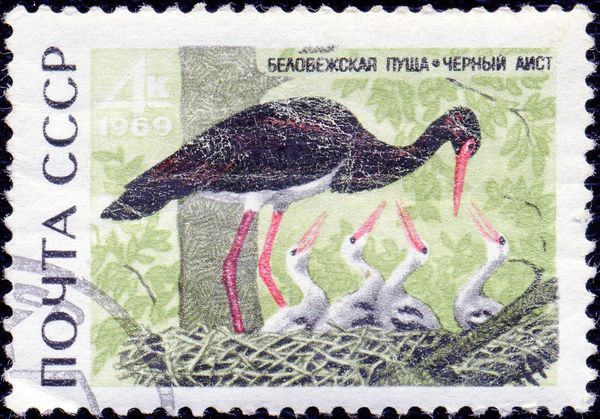 Black Stork (Ciconia nigra)