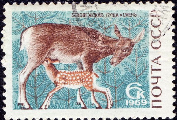 Red Deer (Cervus elaphus)