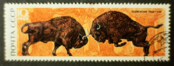European Bison (Bos bonasus)
