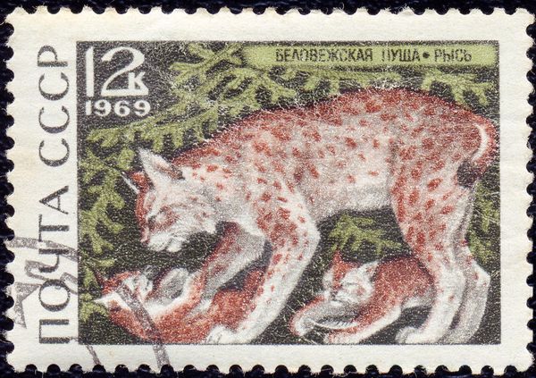 Eurasian Lynx (Lynx lynx)