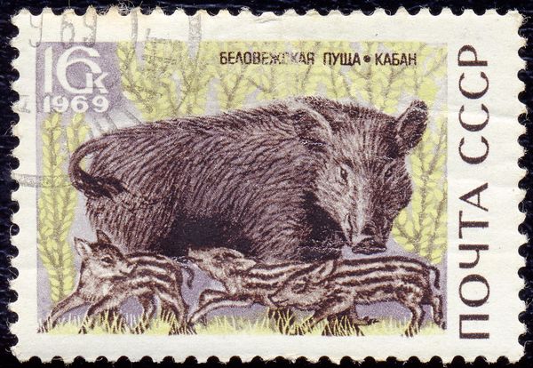 Wild Boar (Sus scrofa)