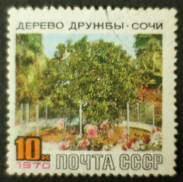 The Friendship Tree