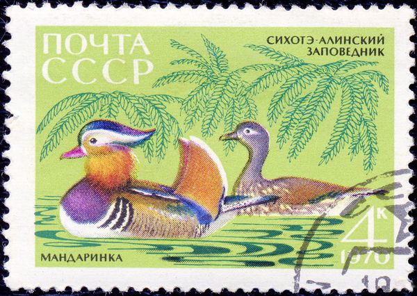 Mandarin Duck (Aix galericulata)