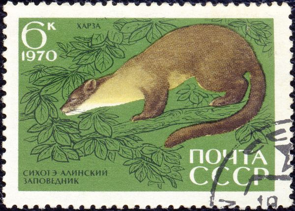 Yellow-throated Marten (Martes flavigula)