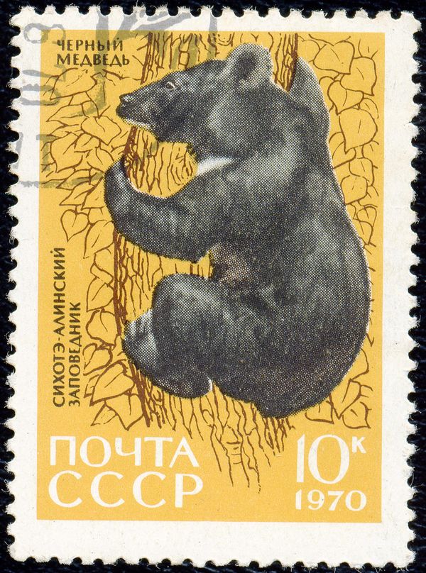 Asiatic Black Bear (Ursus thibetanus)