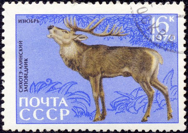 Red Deer (Cervus elaphus)
