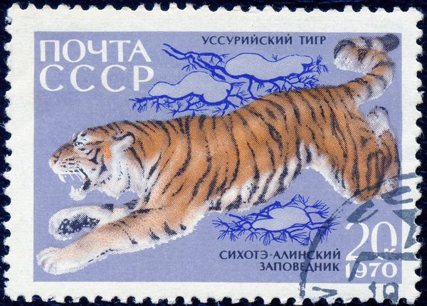Siberian Tiger (Panthera tigris altaica)