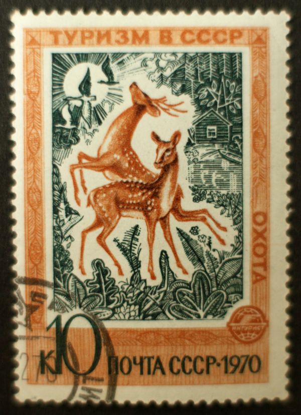 Sika Deer (Cervus nippon) - Hunting