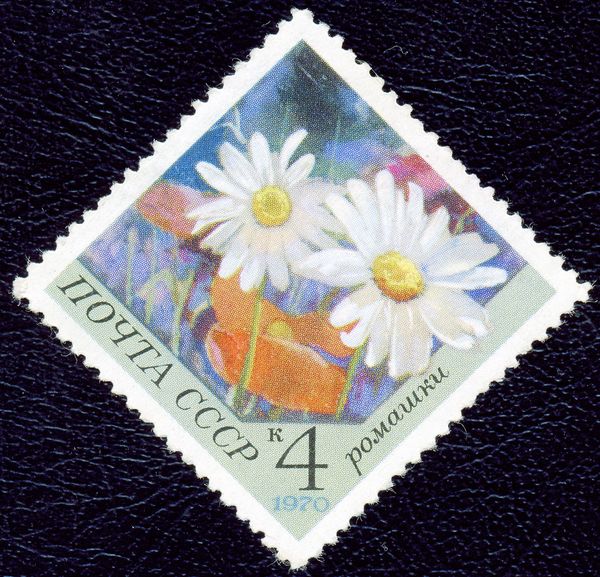 Camomile
