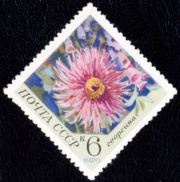 Dahlia