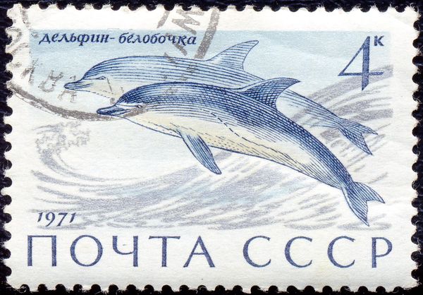 Common Dolphin (Delphinus delphis)