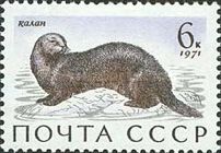 Sea Otter (Enhydra lutris)