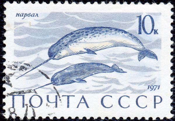 Narwhal (Monodon monoceros)