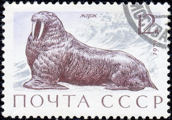 Walrus (Odobenus rosmarus)
