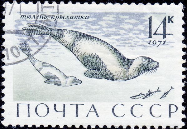 Ribbon Seal (Phoca fasciata)