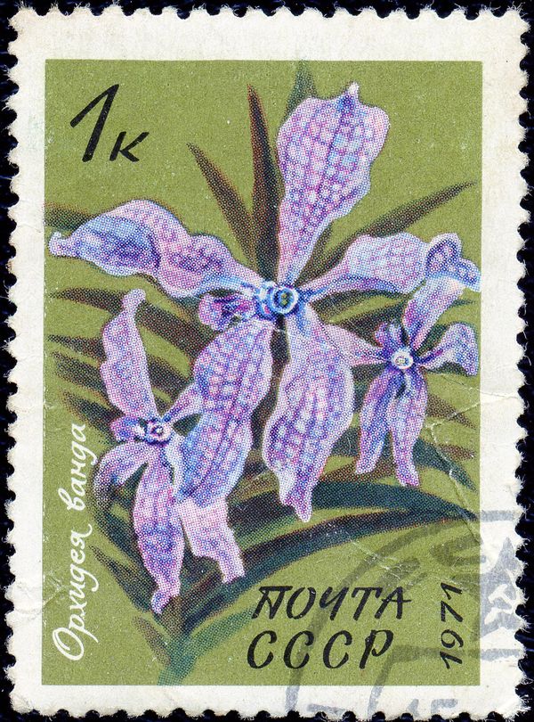 Vanda orchid
