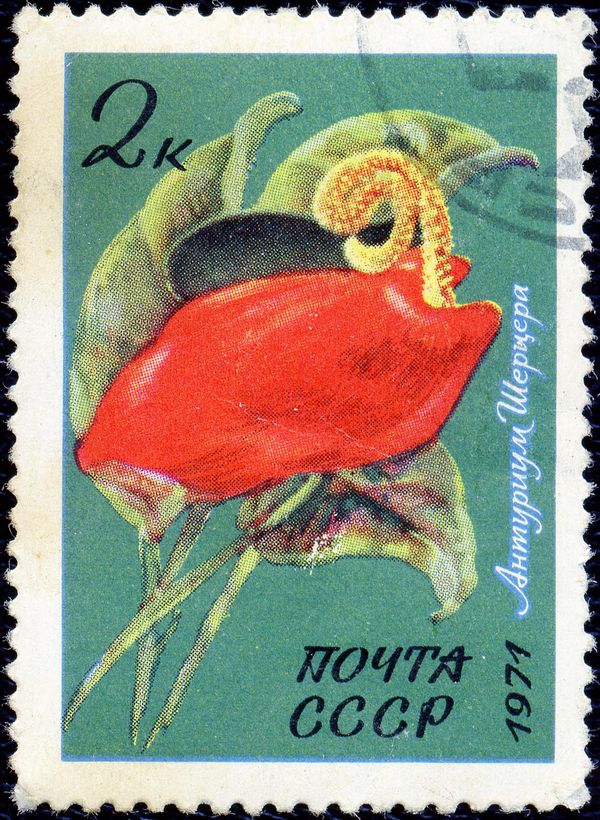 Anthurium scherzerianum