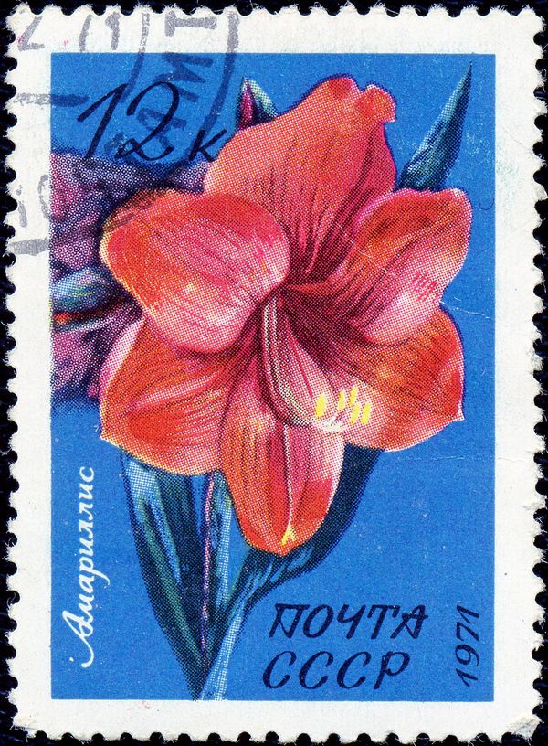 Amaryllis