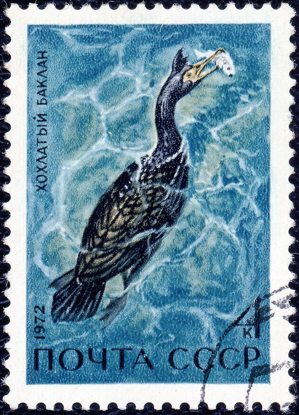 European Shag (Gulosus aristotelis)