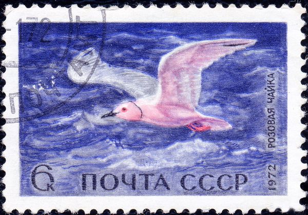 Ross's Gull (Rhodostethia rosea)