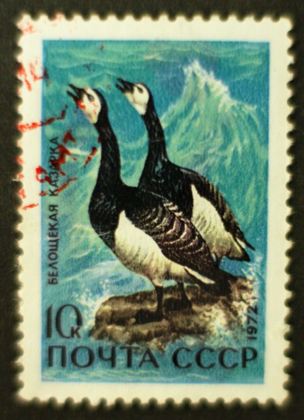 Barnacle Goose (Branta leucopsis)