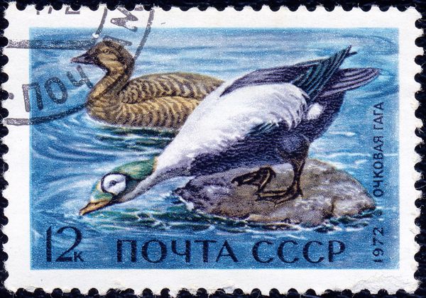 Spectacled Eider (Somateria fischeri)