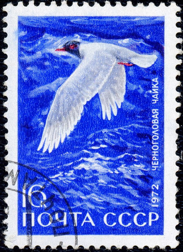Black-headed Gull (Larus ridibundus)