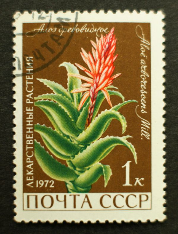 Arborescent Aloe (Aloe arborescens Mill.)